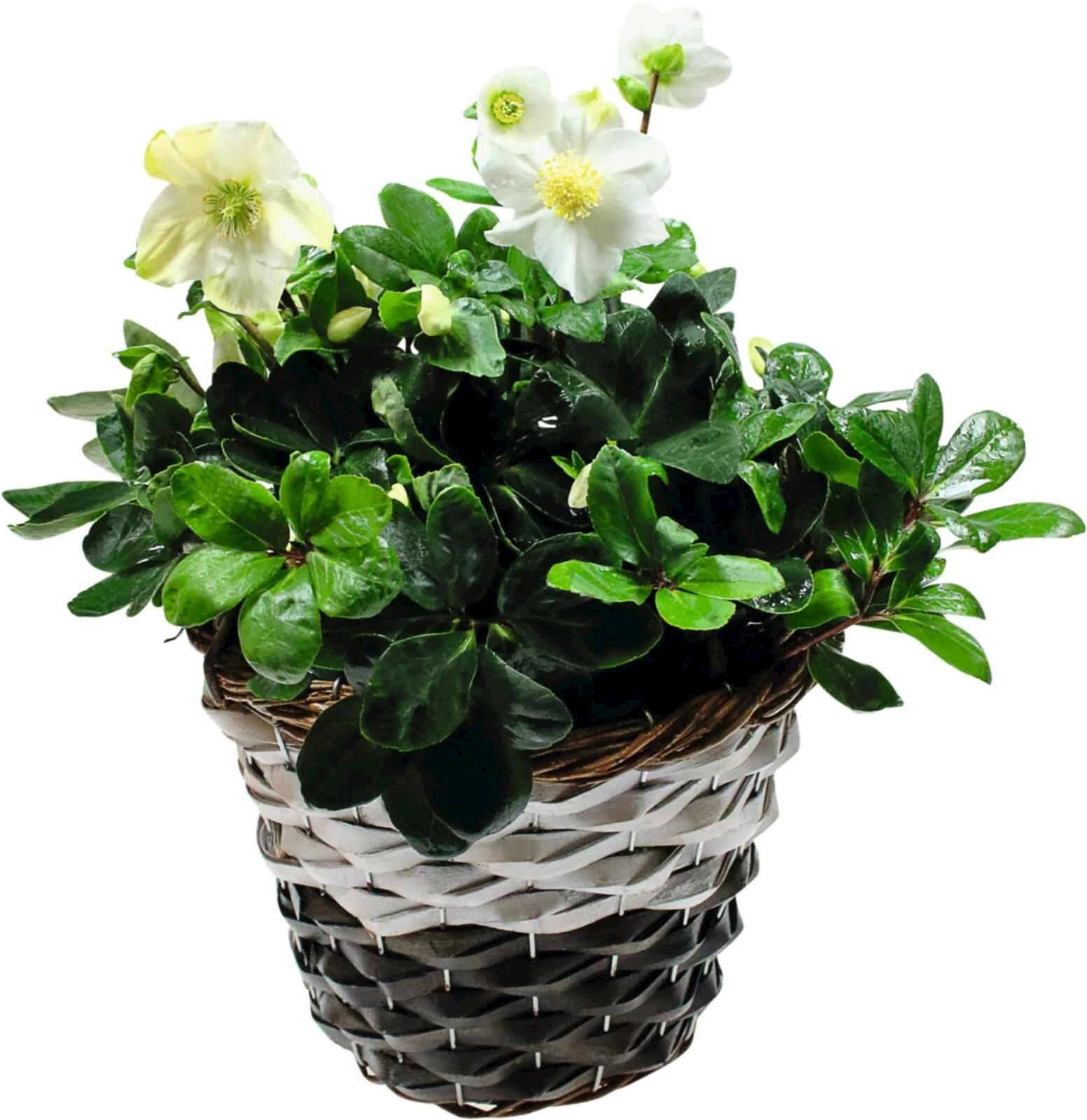 Helleboruskorb D.22x42cm