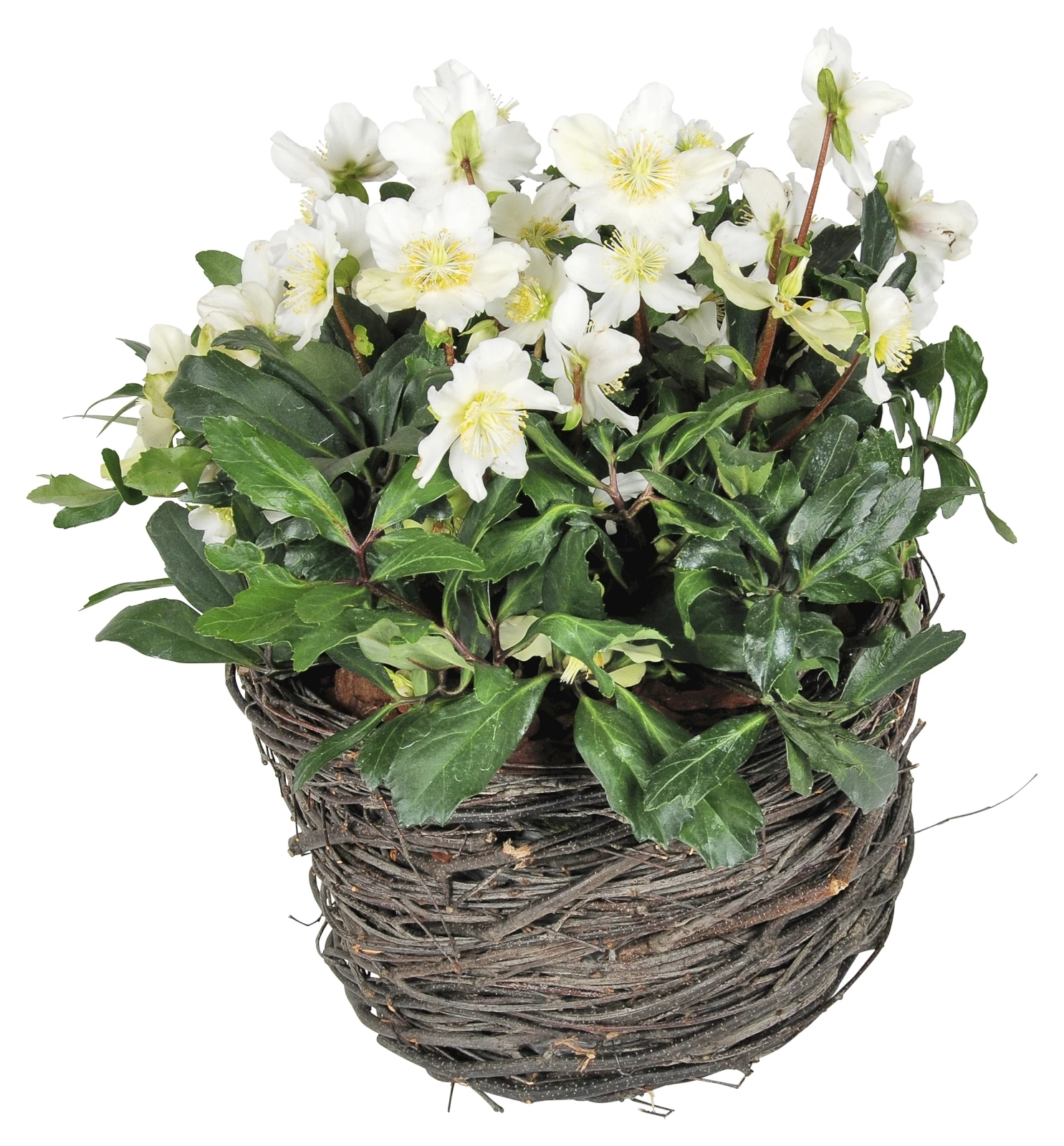 Helleboruskorb D.33x45cm