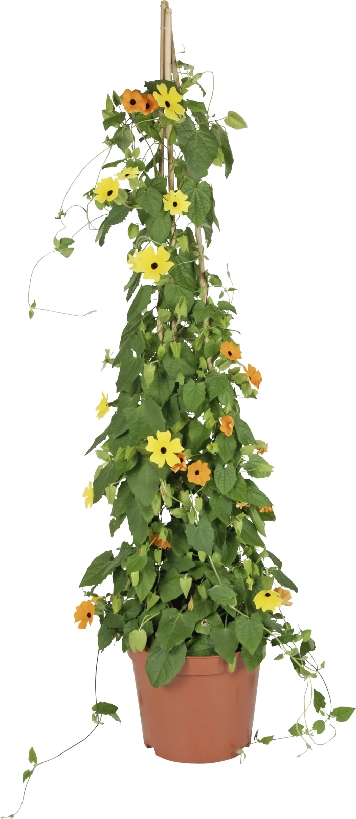Thunbergia Pyramide P19 cm