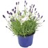 Lavendel angustifolia P19 cm