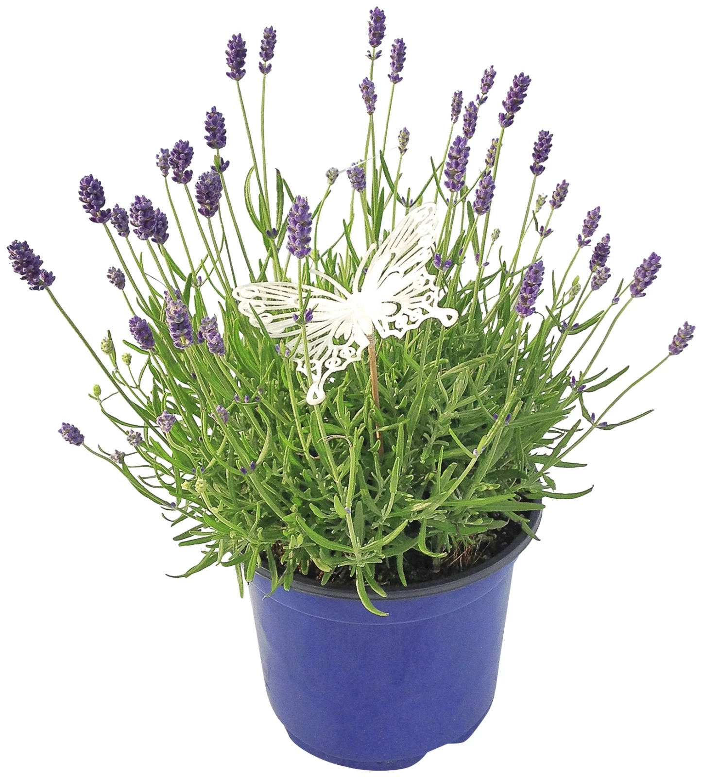 Lavendel angustifolia P19 cm kaufen Kletterpflanzen u. mehrjährige