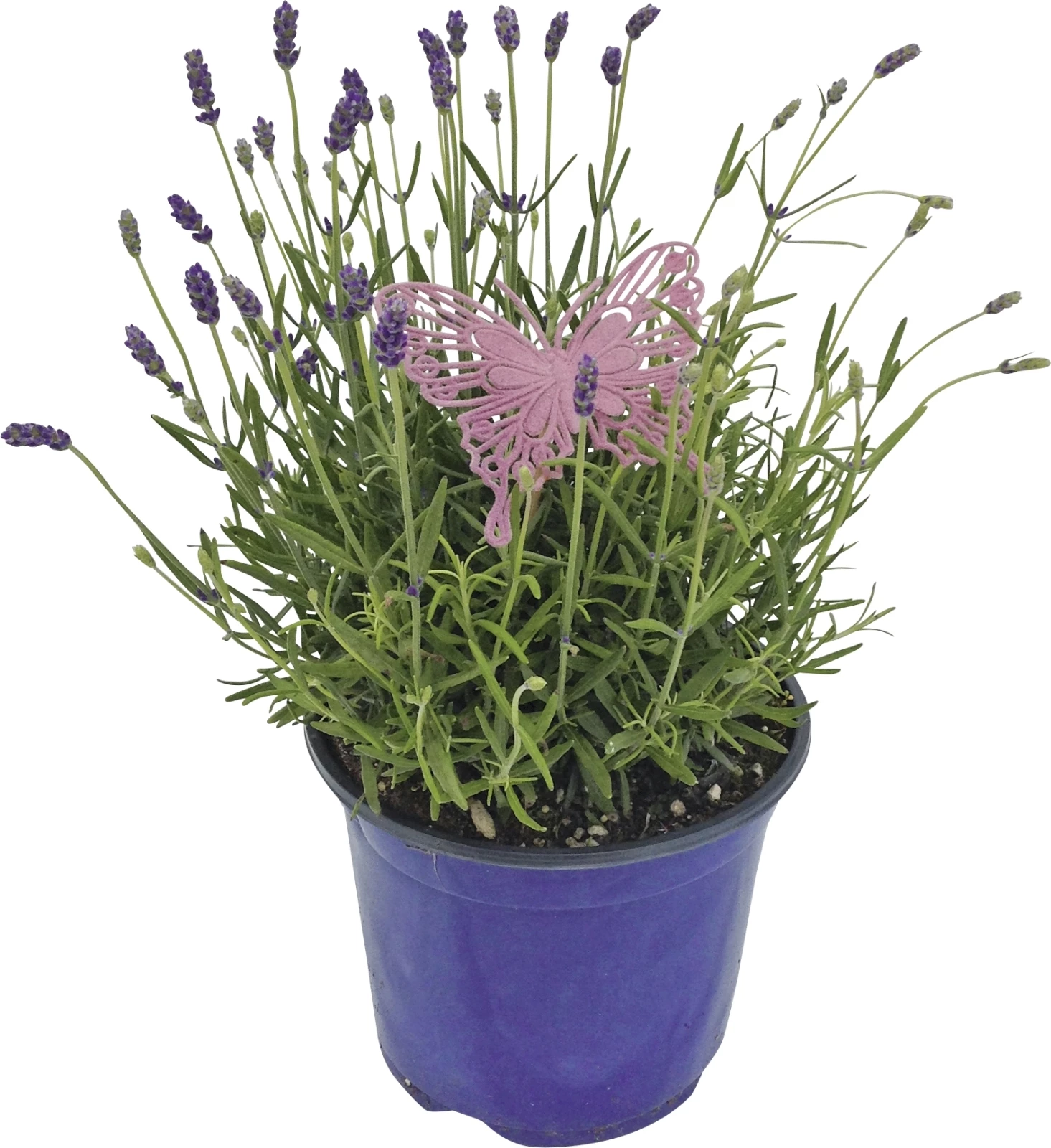 Lavendel angustifolia P19 cm