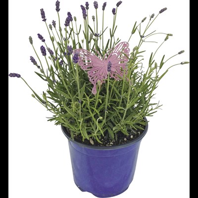 Lavendel angustifolia P19 cm