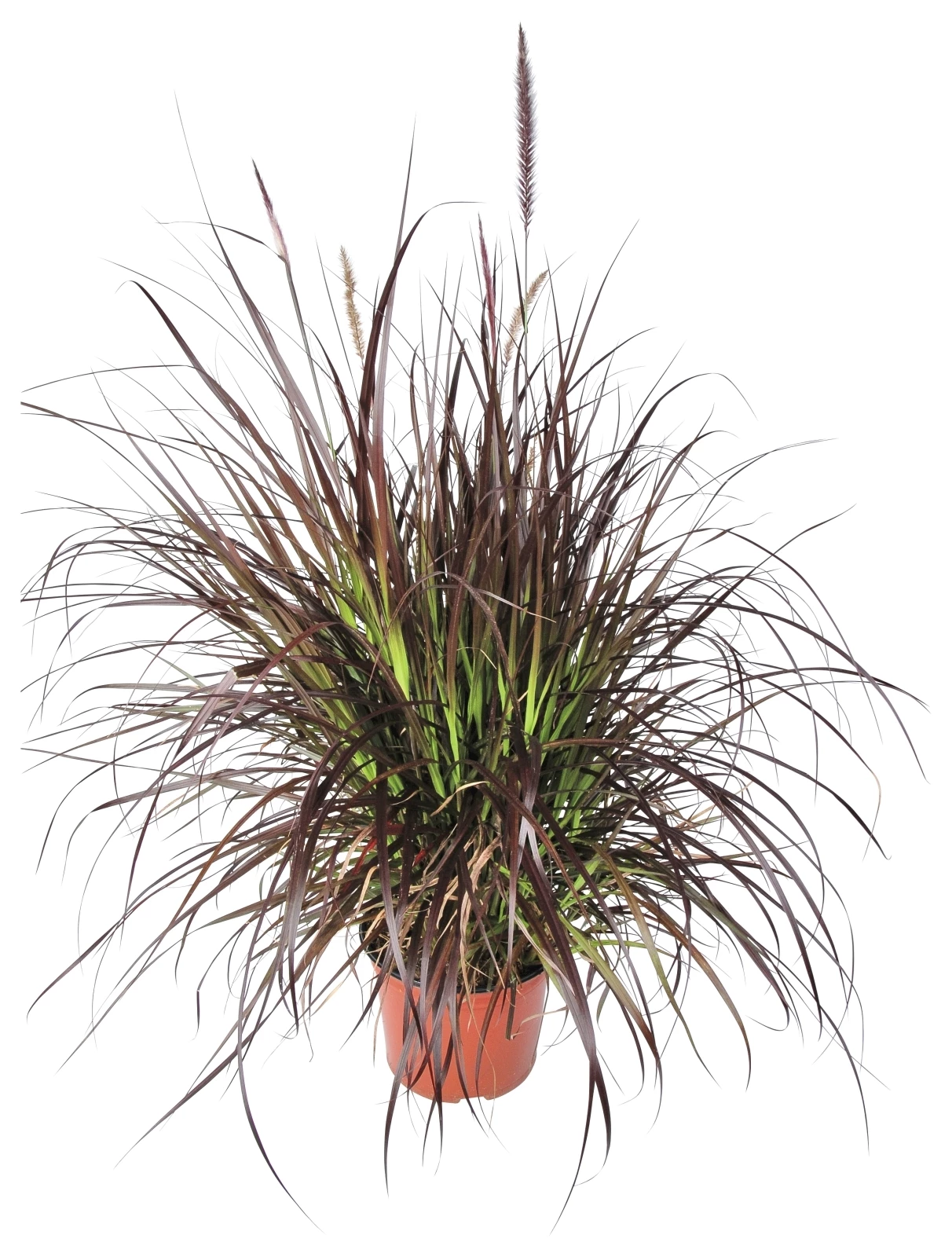 Pennisetum  rot P12 cm