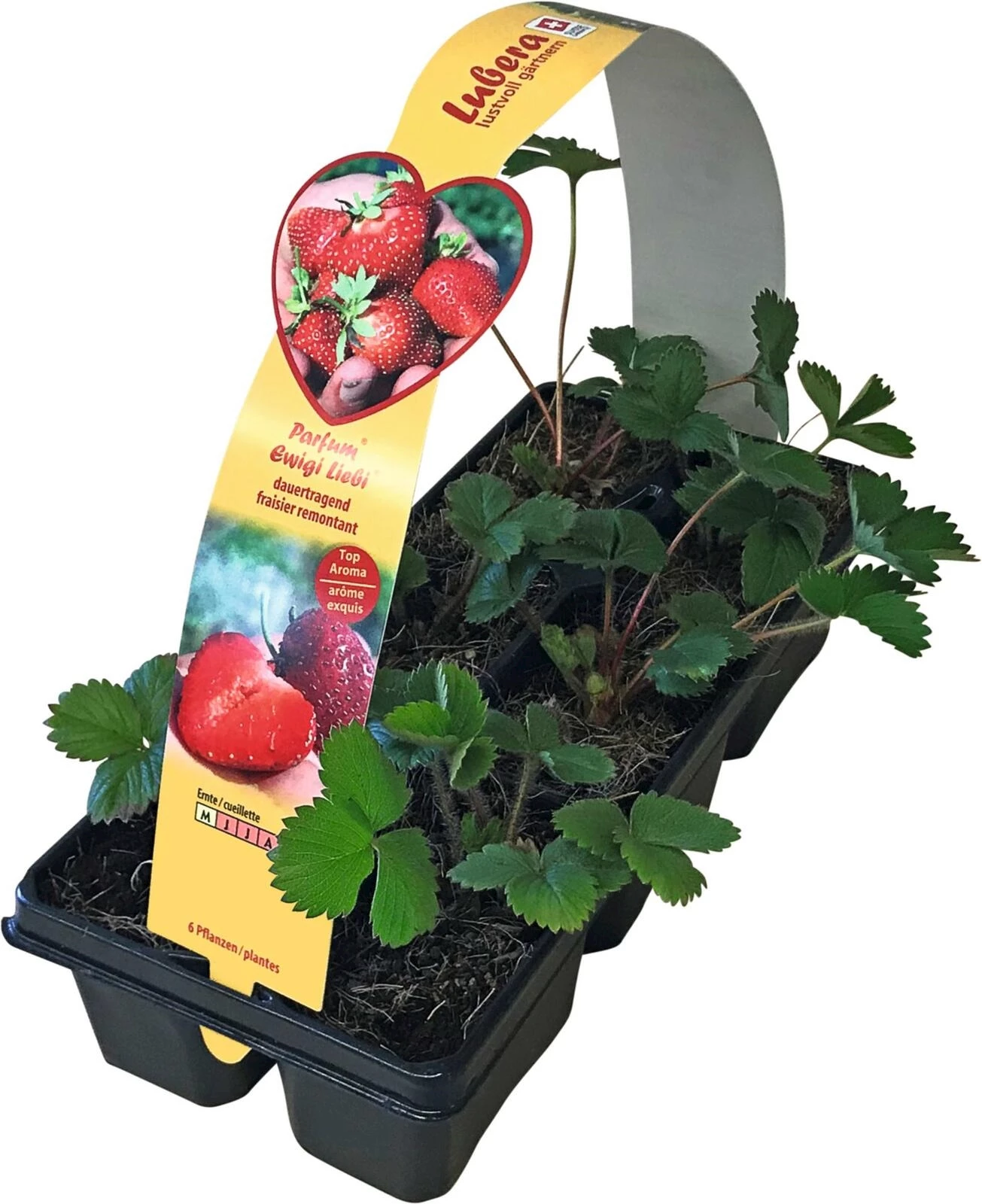 Erdbeeren Dauerträger