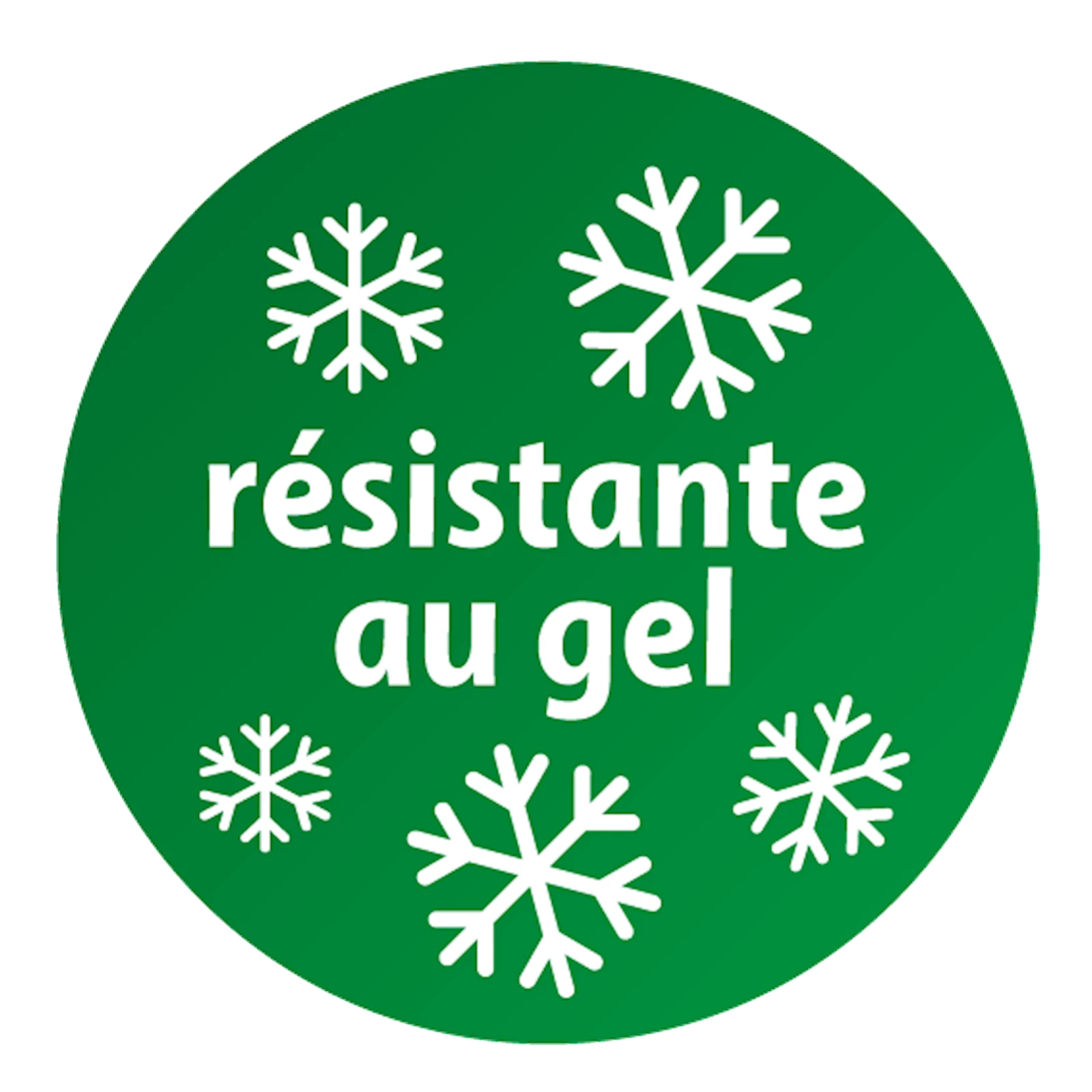 Fraisiers quatre-saisons