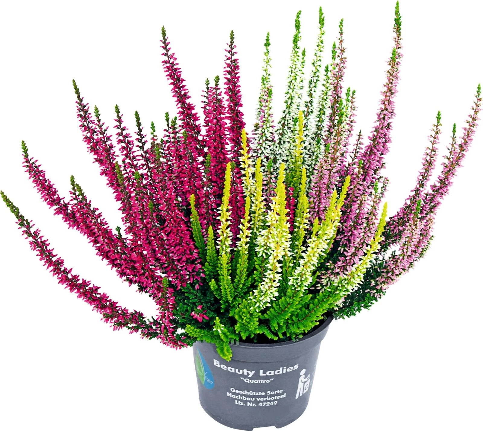 Calluna Quadro P12 cm