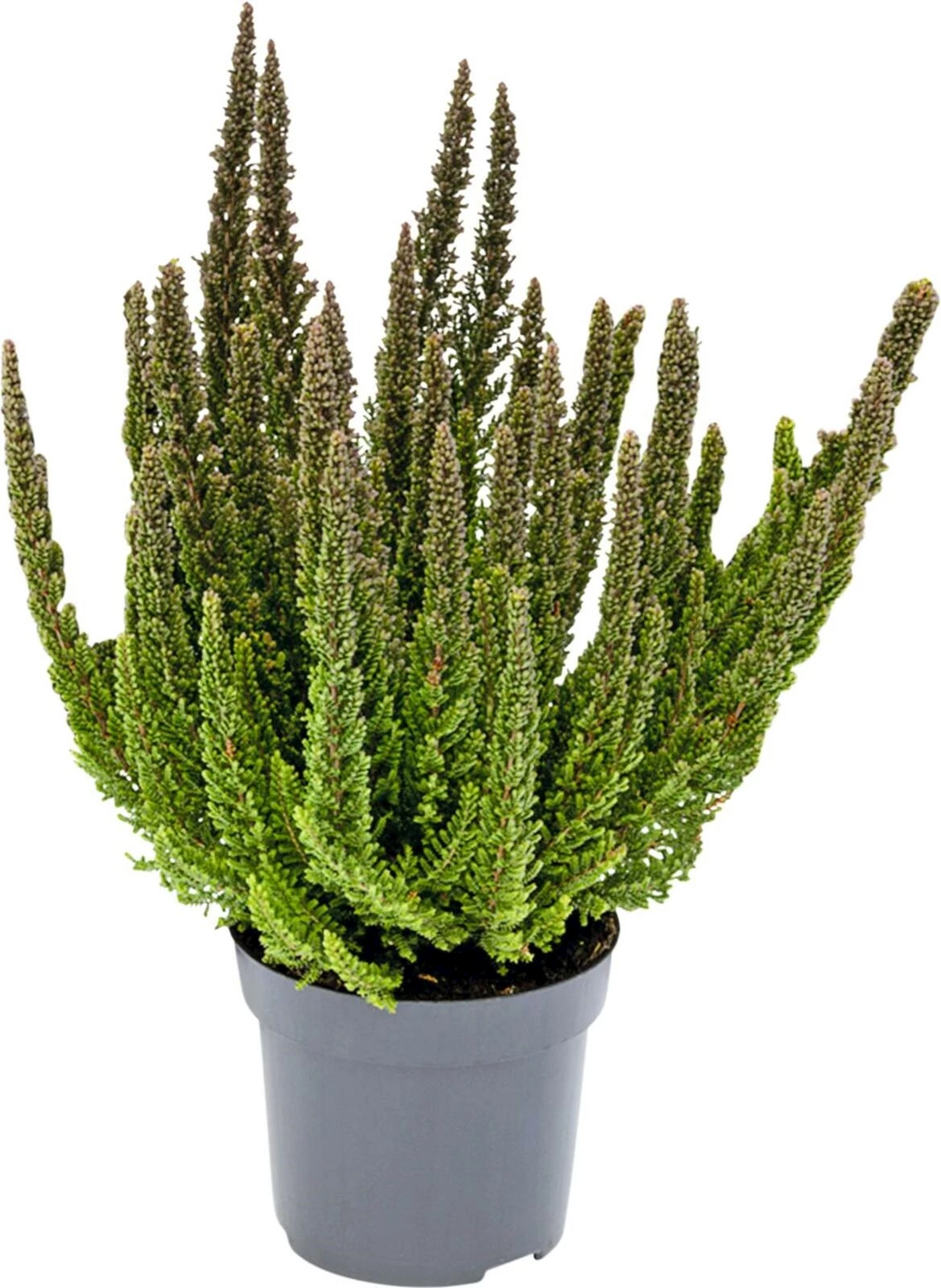 Calluna vulg.Skyline P12 cm