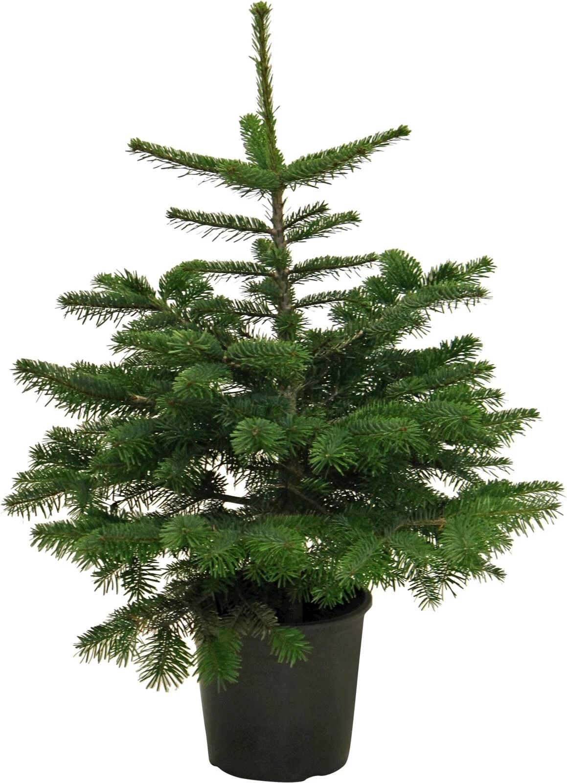 Nordmanntanne topfgew. 80-100 cm