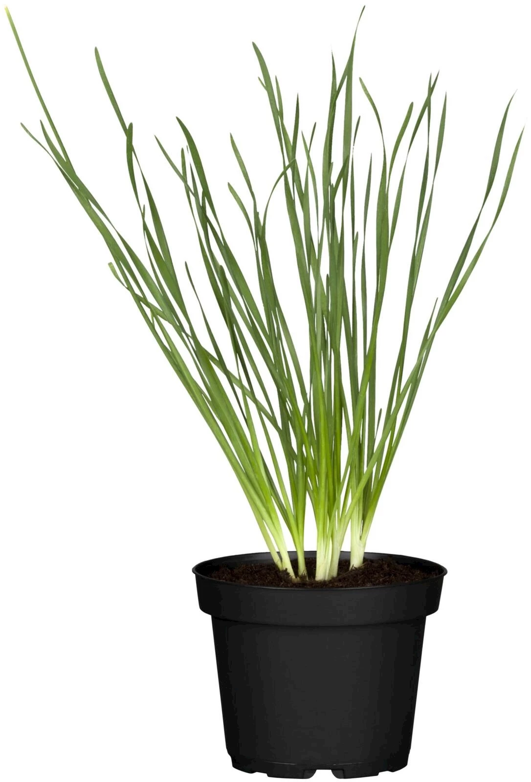 Schnittknoblauch P14 cm