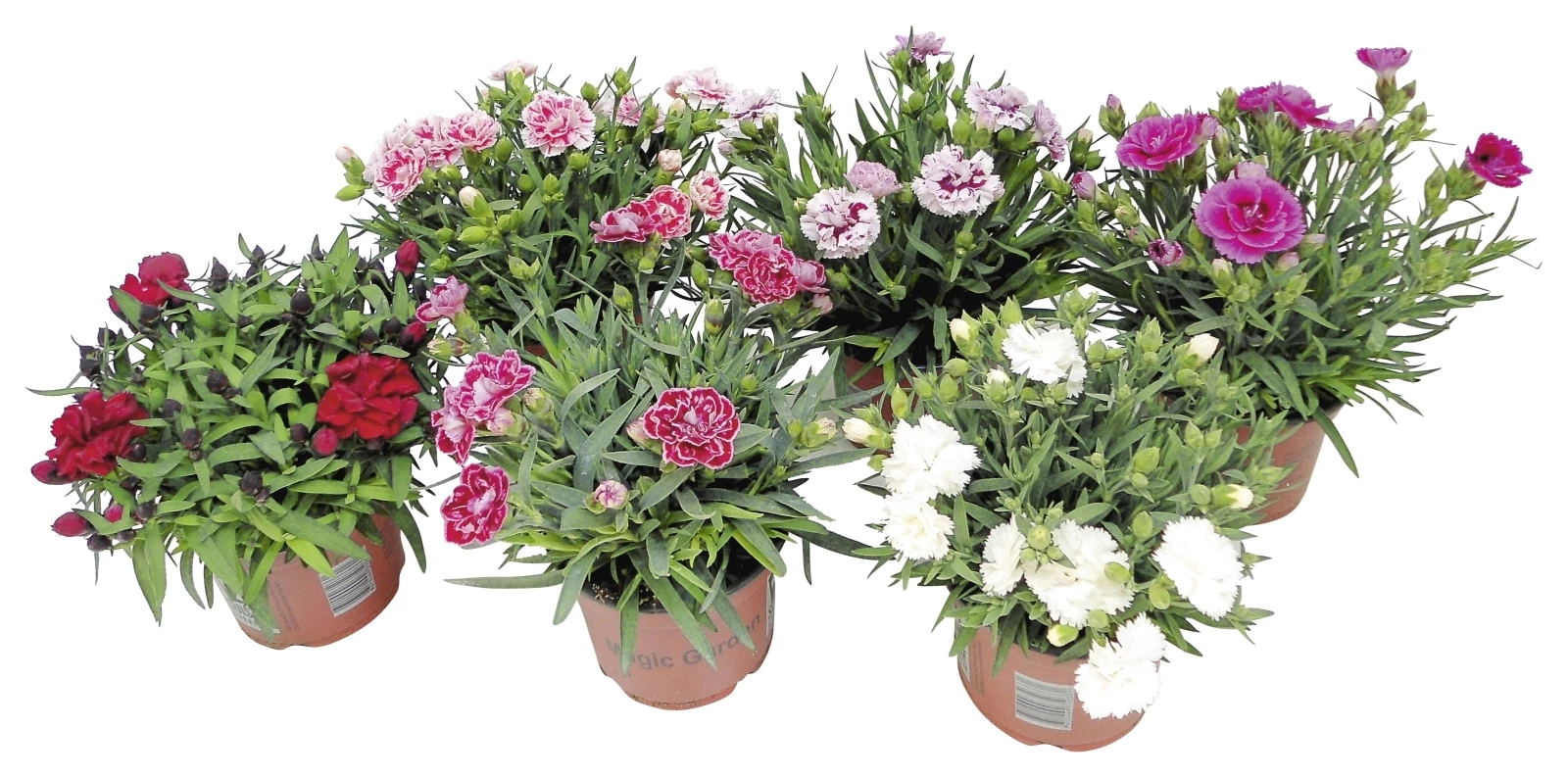 Dianthus caryophyllus P13 cm