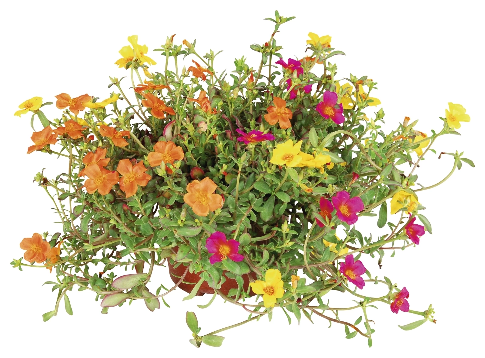 Portulak im Colorpot P17 cm