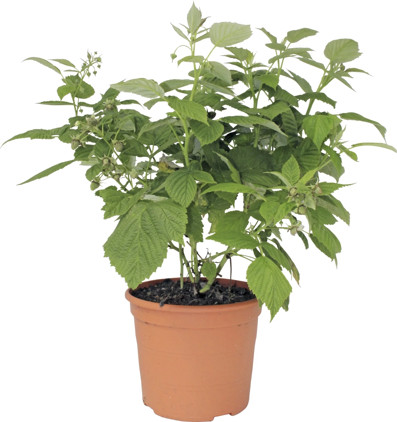 Balkonhimbeeren P5 l