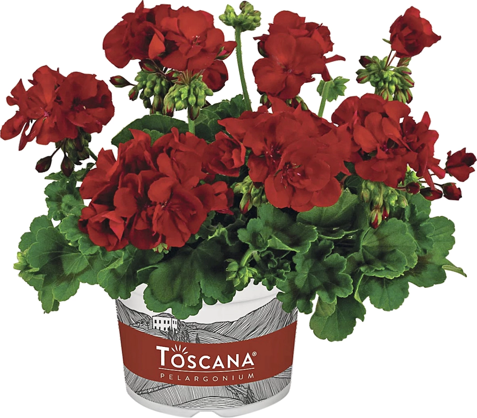 Geranien interspezifisch dunkelrot P13 c