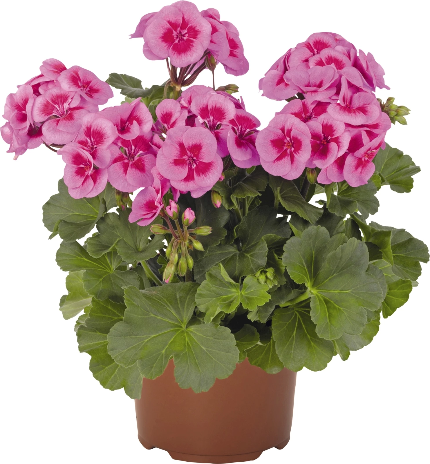 Geranien interspezifisch rosa P13 cm
