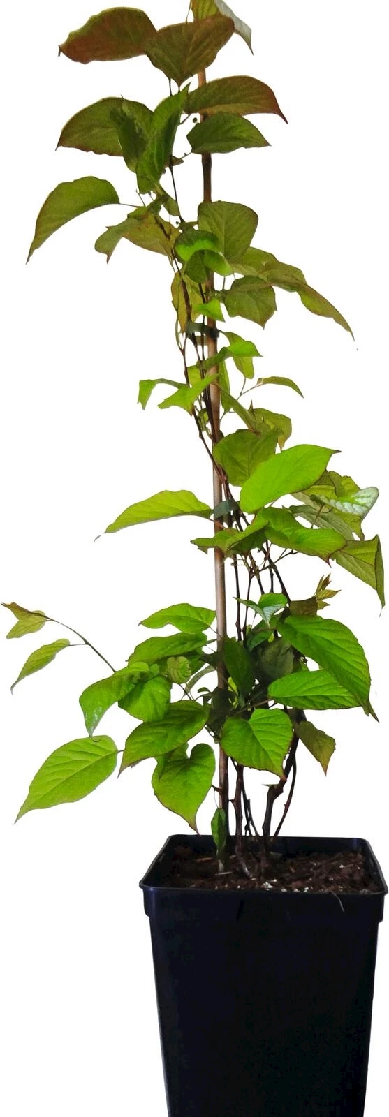 Kiwi Solissimo P23 cm