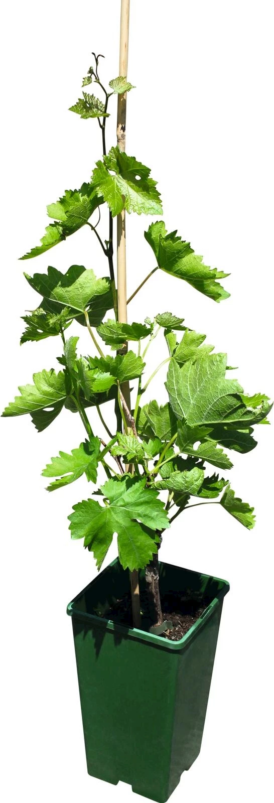 Raisin de table blanc P3 l