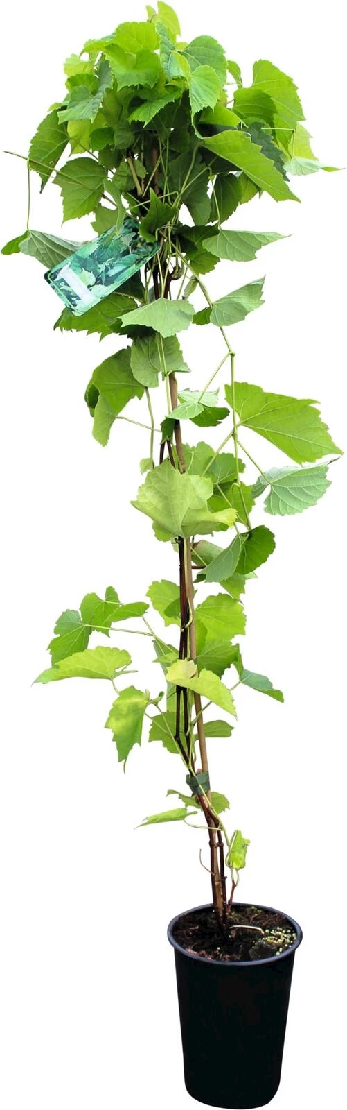 Raisin de table bleu P3 l