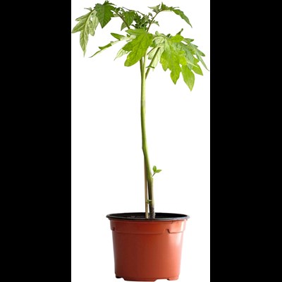 Tomates Trilly P10,5 cm