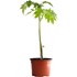 Tomaten Trilly P10,5 cm
