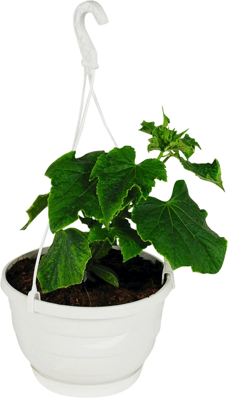 Gurken Mini Stars  Ampel P25 cm