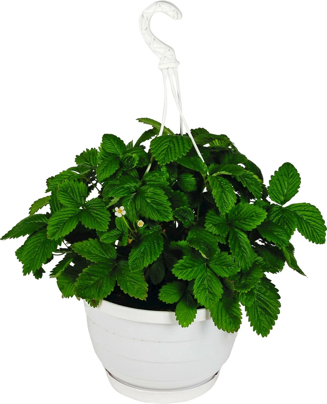 Erdbeeren immertragend Ampel P25 cm