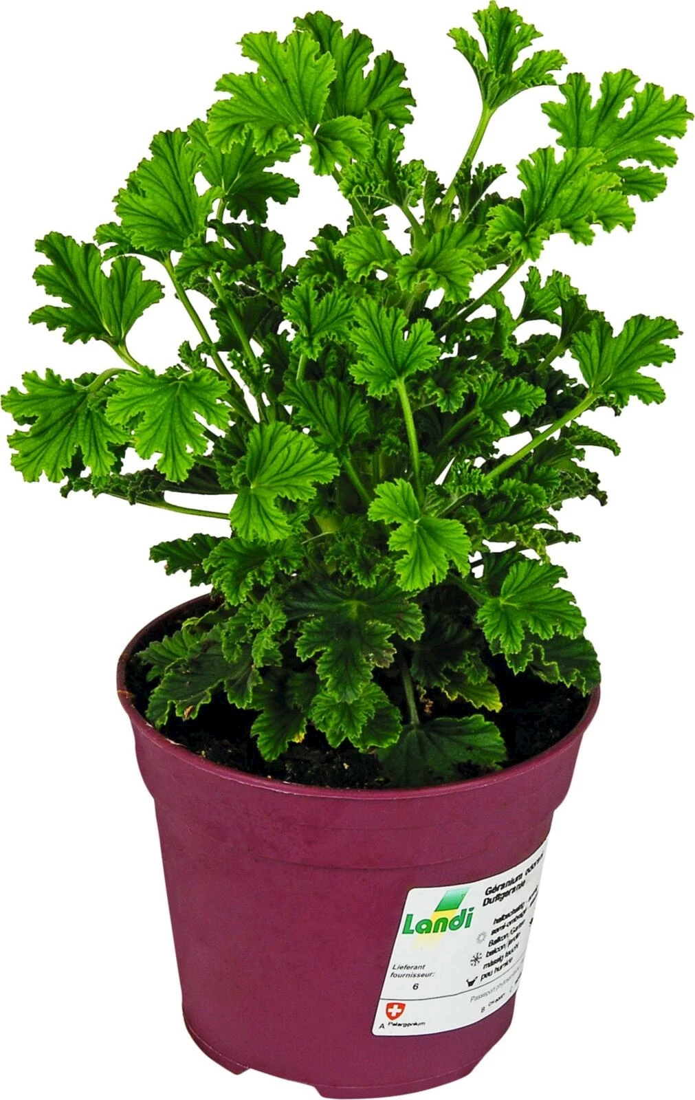 Duftgeranien P12 cm kaufen Einjährige Beet u. Balkonpflanzen LANDI