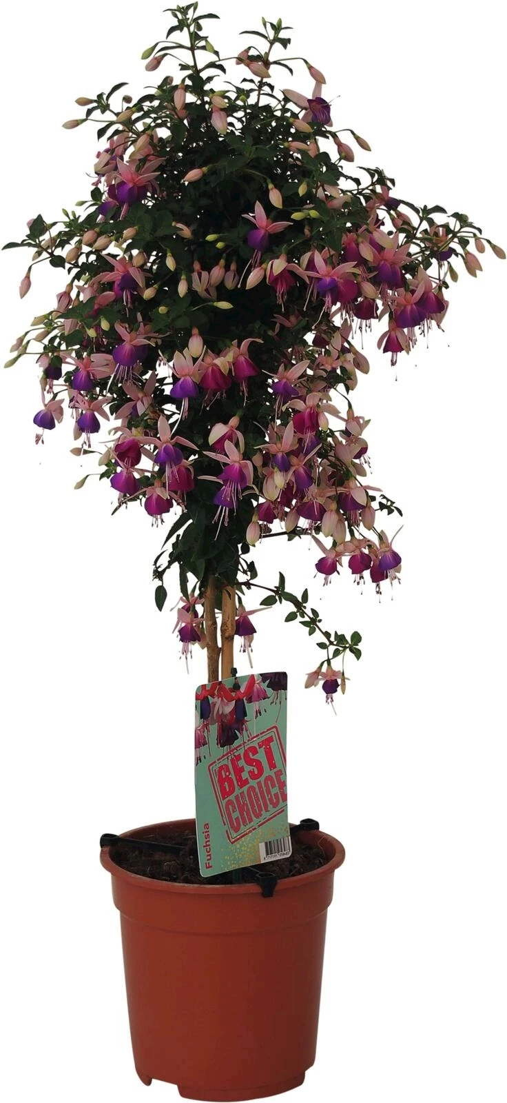 Fuchsia Stamm P19 cm