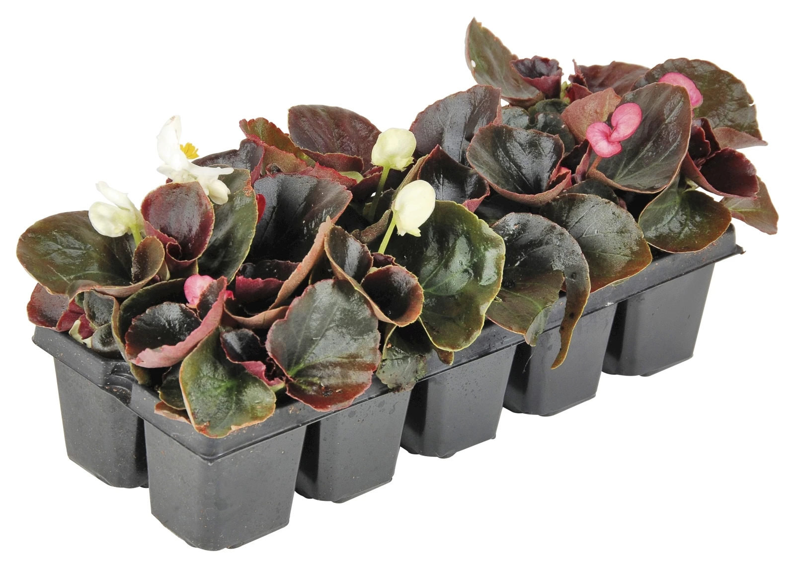 Bégonia feuill. sombre mélange bac à 10