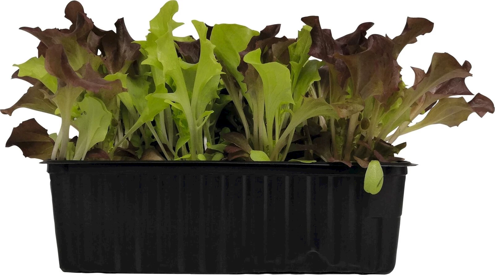 Leaf Baby Bio 6er-Schale