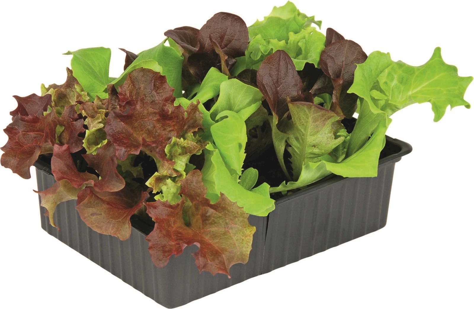 SalatMix 12er kaufen Setzlinge u. Gemüse LANDI