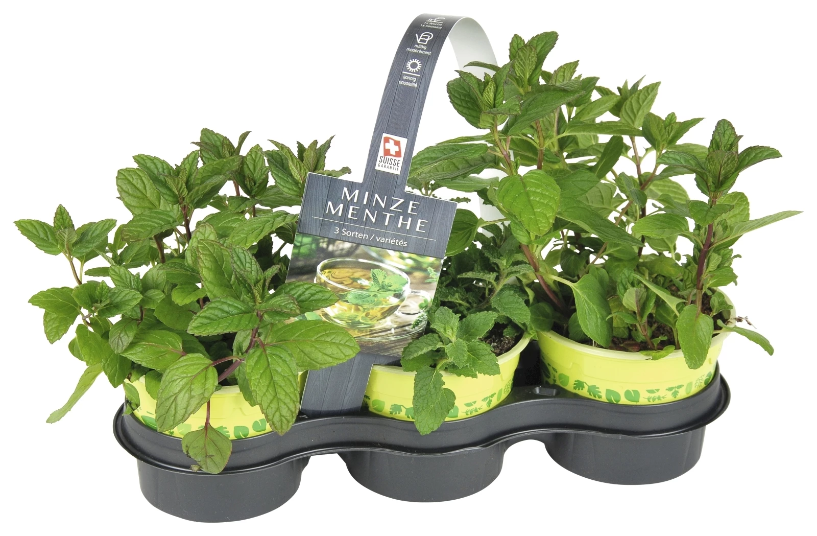 Minze im 3er Set