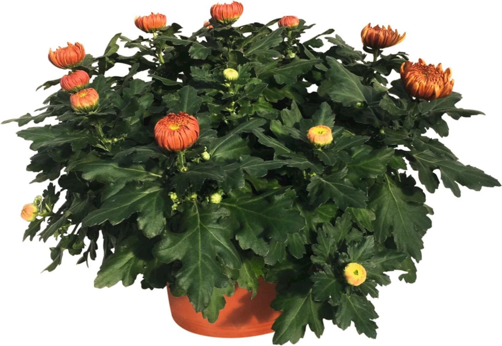 Chrysanthemen Schale P27 cm