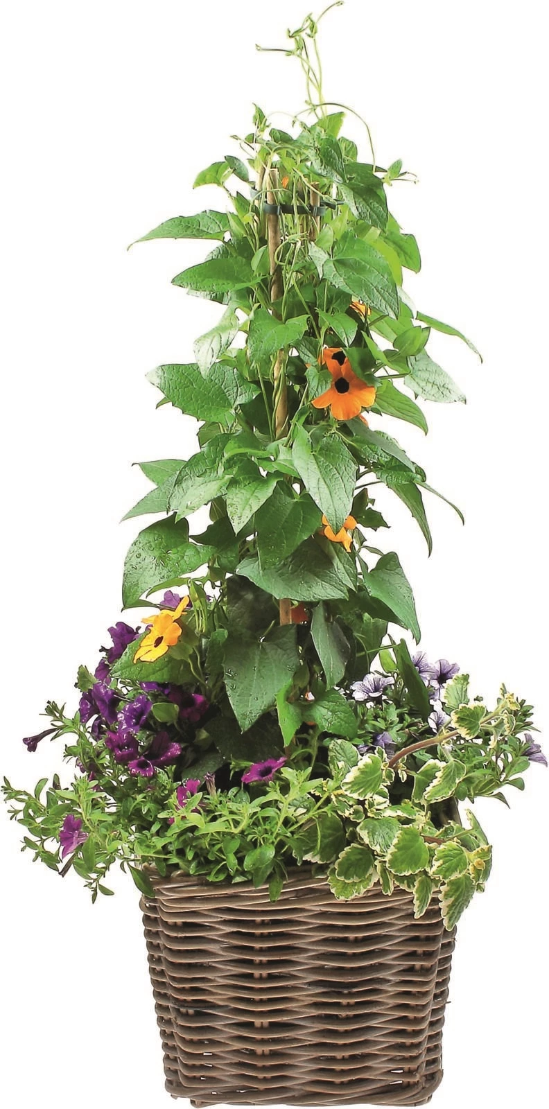 Fleurs d'été en corbeille  P25 cm