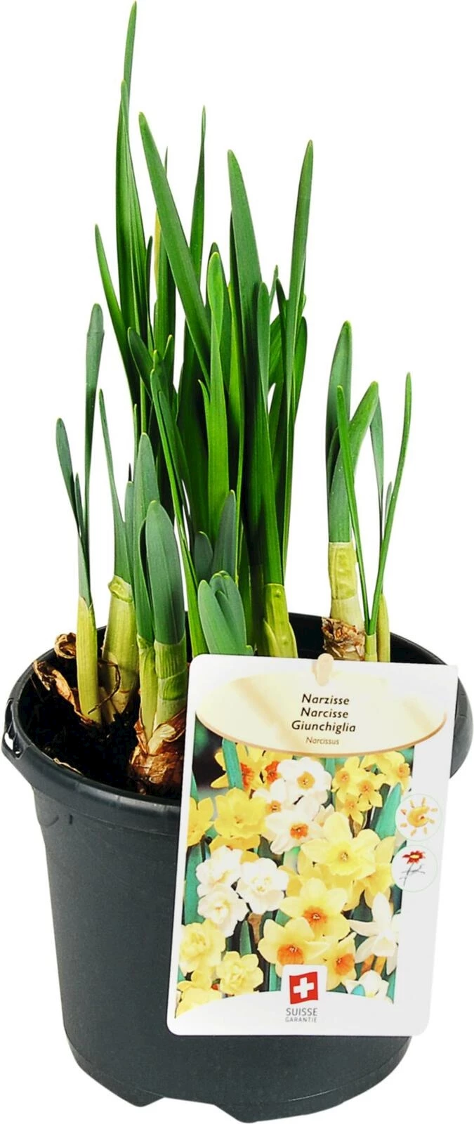 Narcisses couleur mix P19 cm