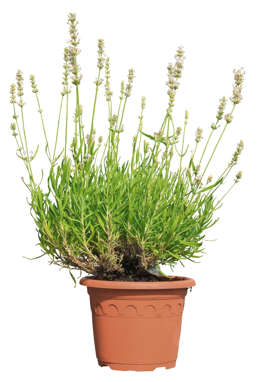 Alpental Lavendel P13 cm