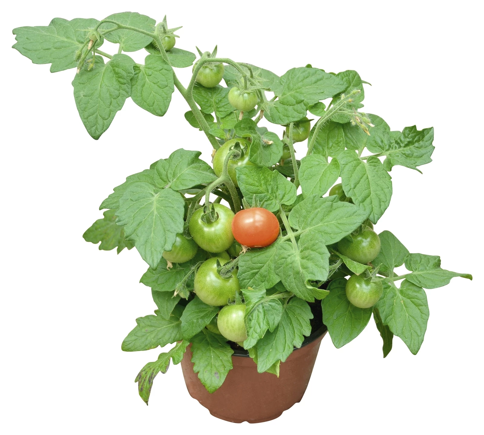 Tomates cherry P13 cm