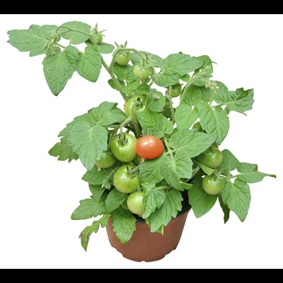Tomates cherry P13 cm