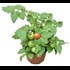 Tomaten Cherry P13 cm