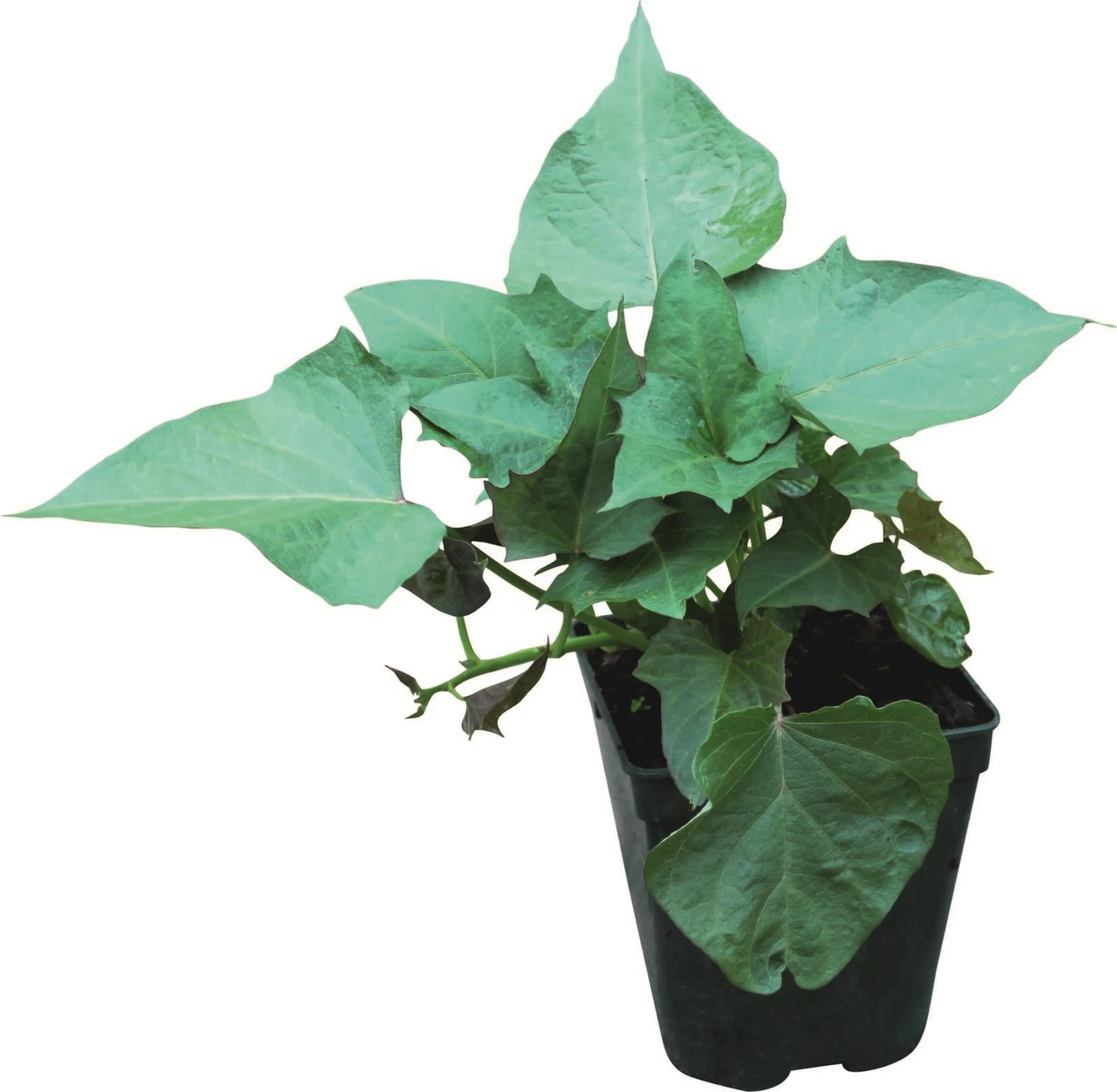 Patate douce en 3 sortes P1,3 l