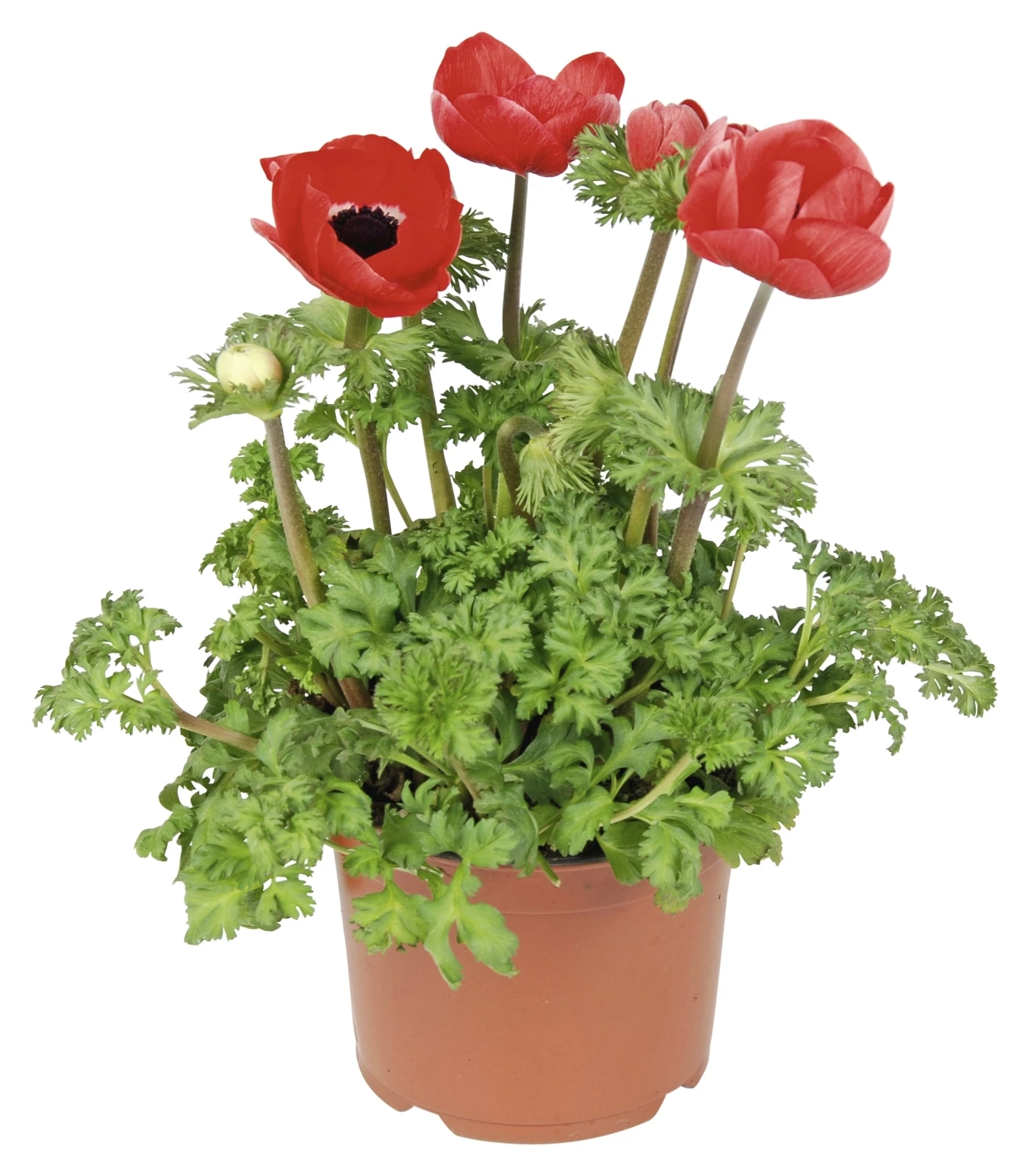 Frühlingsanemone P13 cm