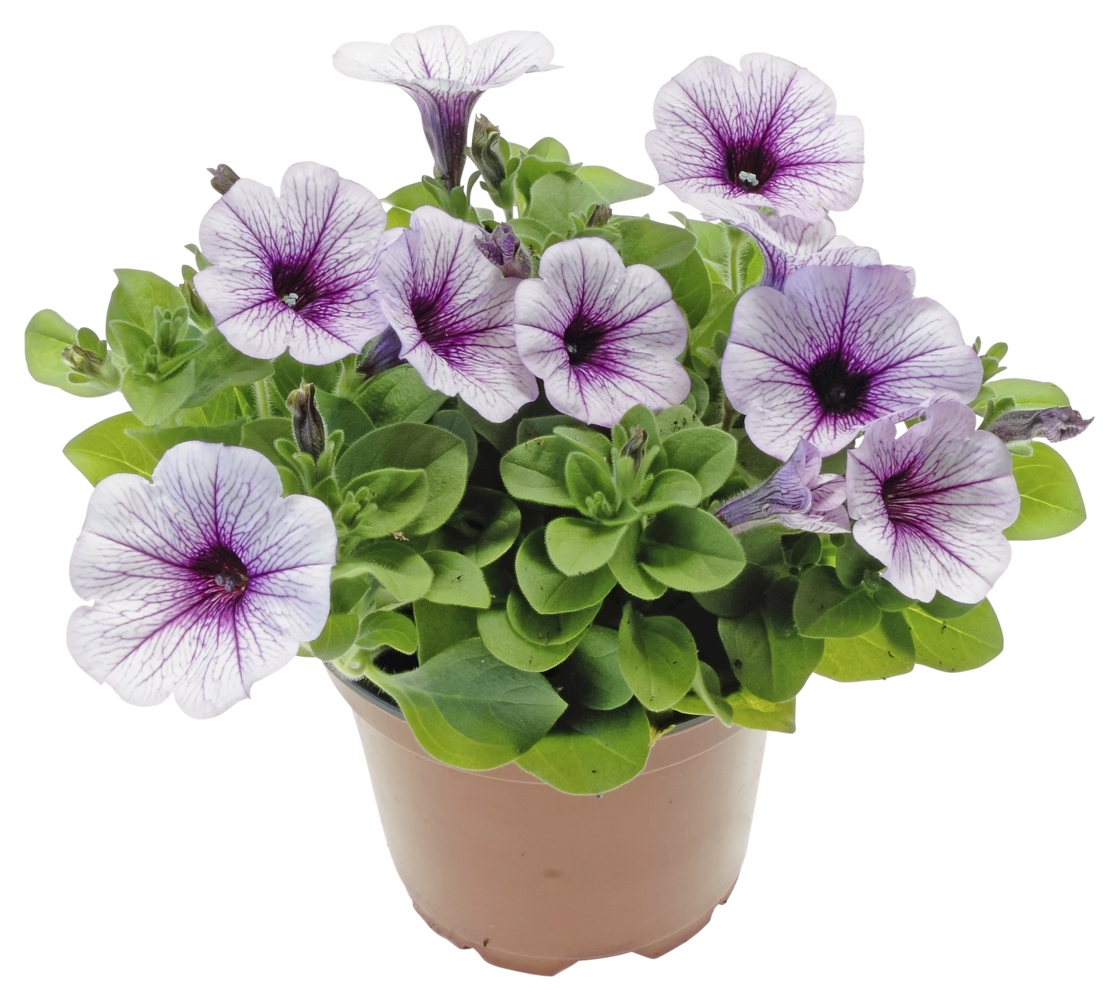Petunien 4er Set P10,5 cm