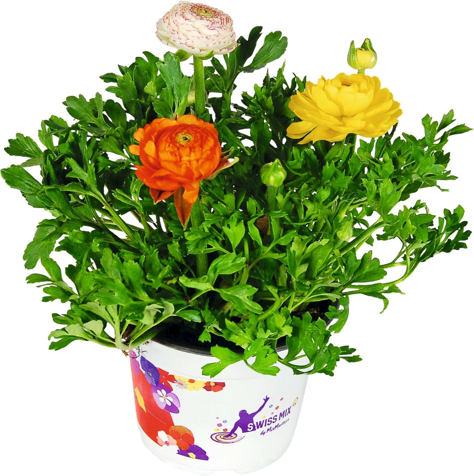 Ranunkeln Trio Mix P14 cm