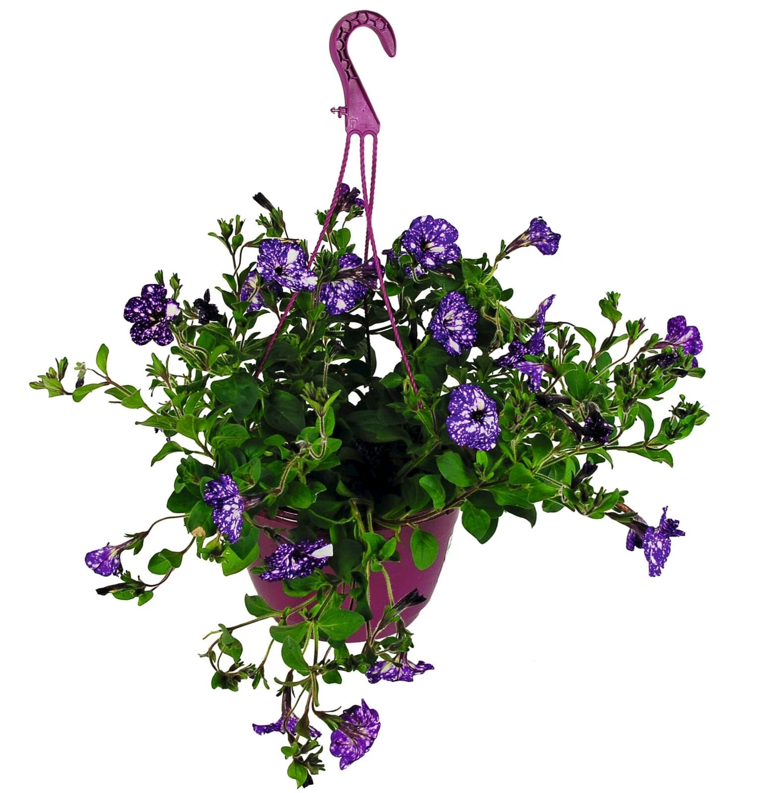 Petunien Night Sky Ampel P25 cm