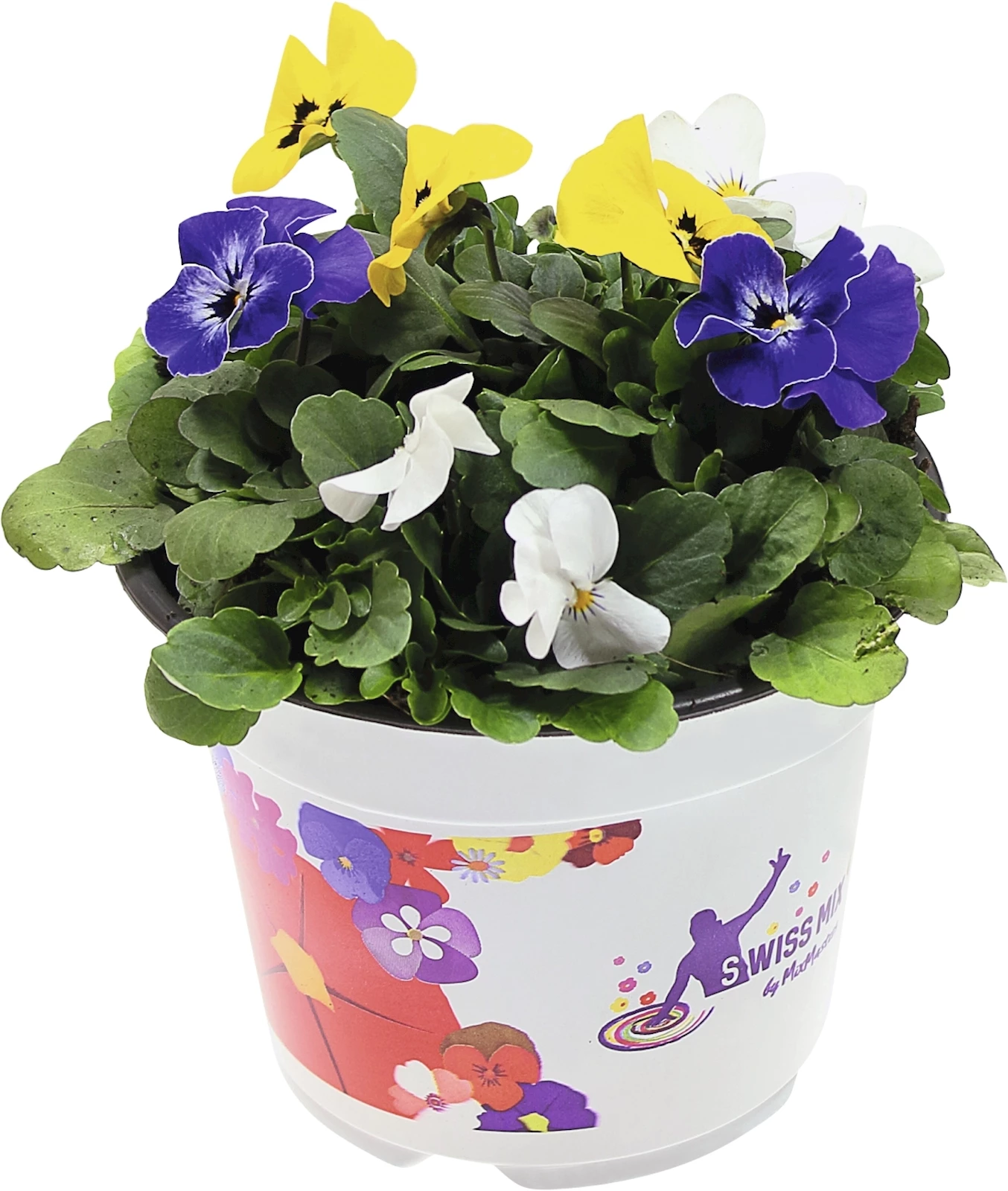 Viola F1 Suisse Mix P14 cm