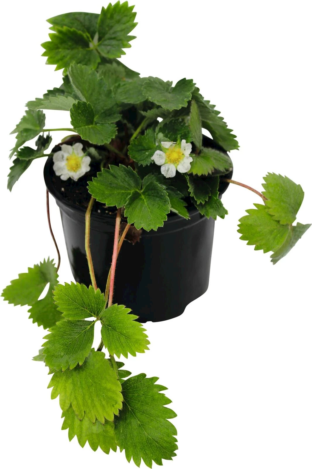 Klettererdbeere Freeclimber P12 cm