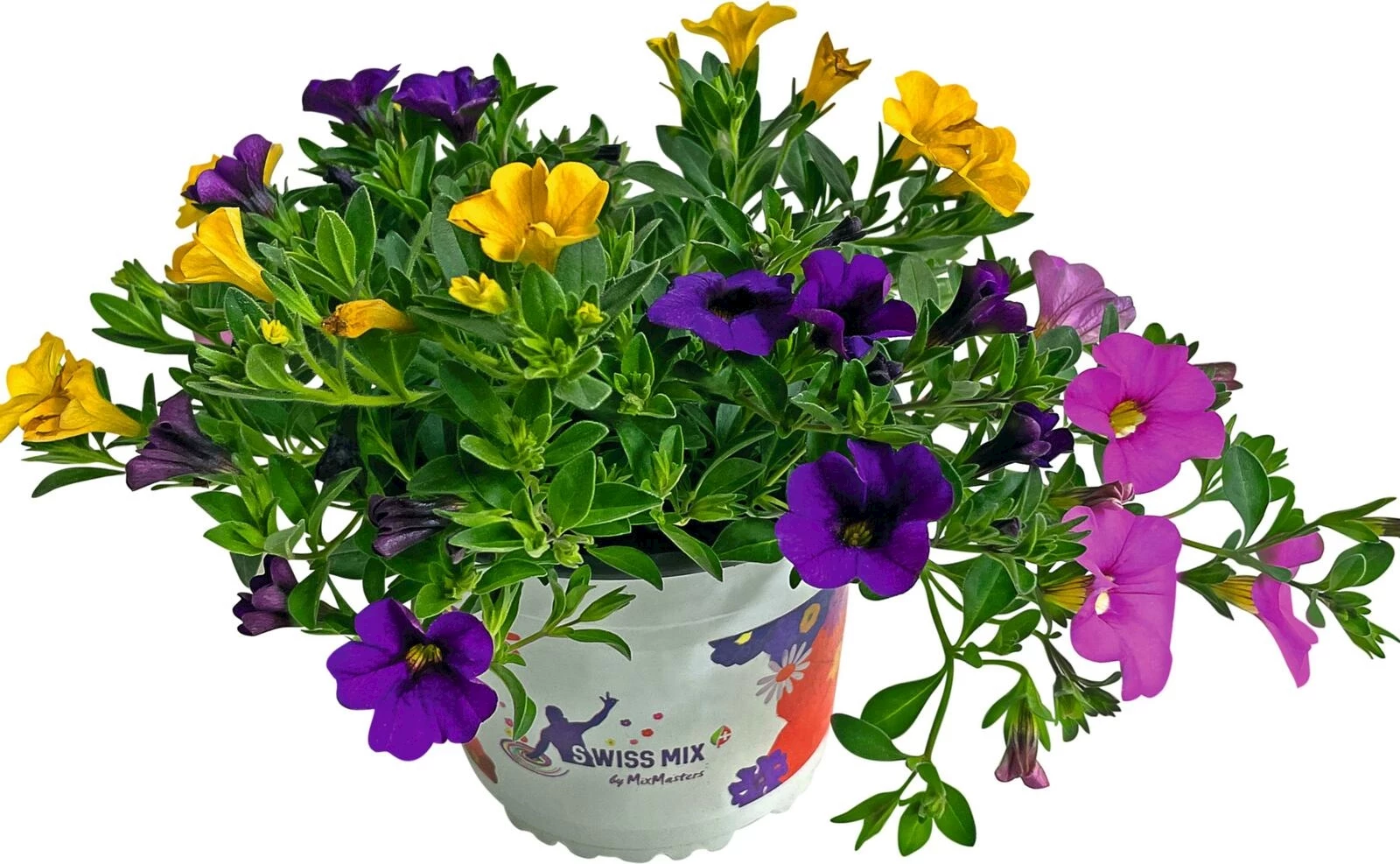 Calibrachoa Suisse Mix P14 cm