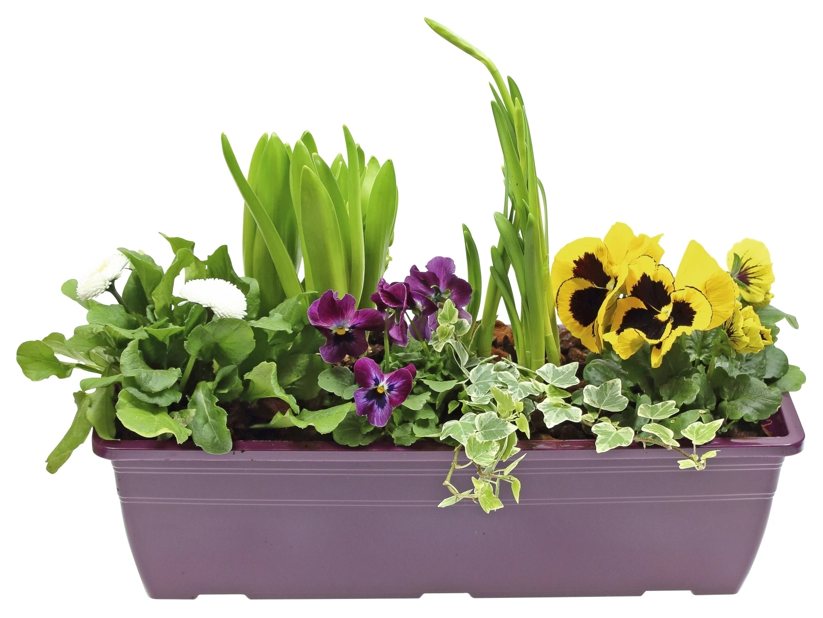 Frühlingskiste Ton in Ton bepfl.40 cm