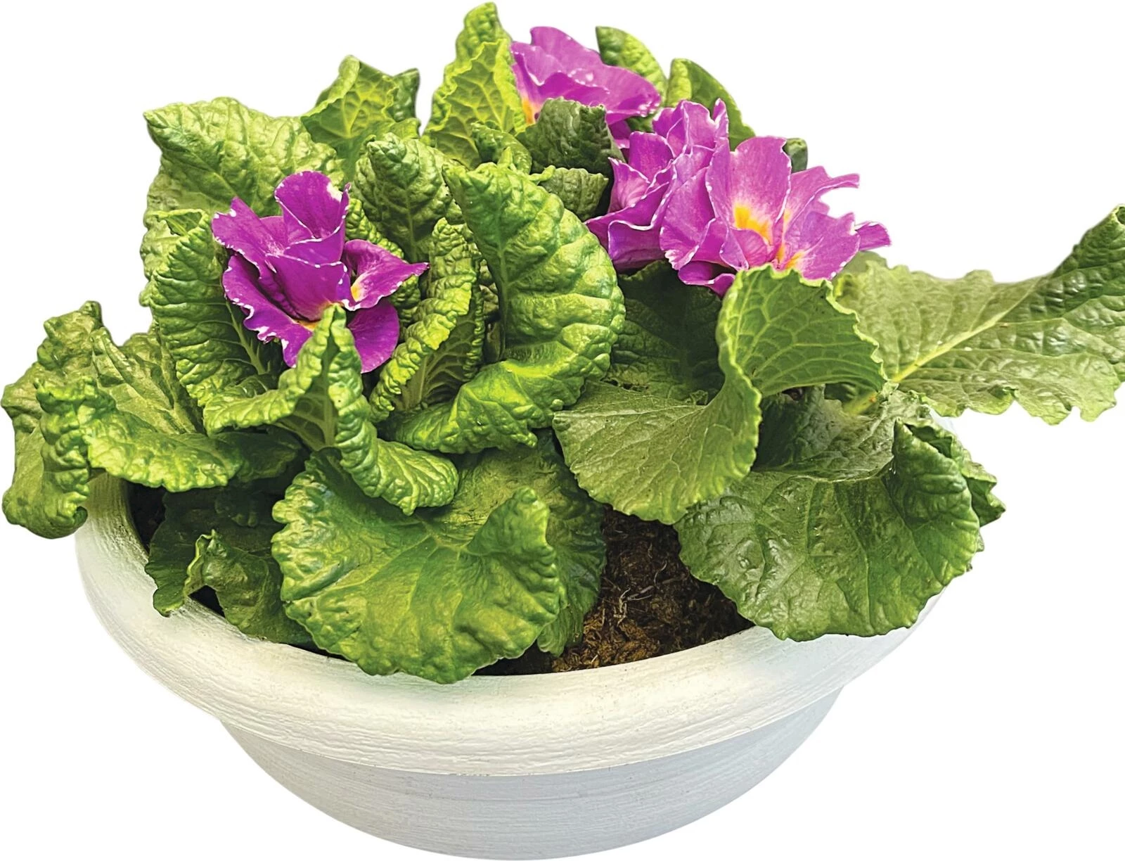 Primula gefüllt in Schale P18 cm