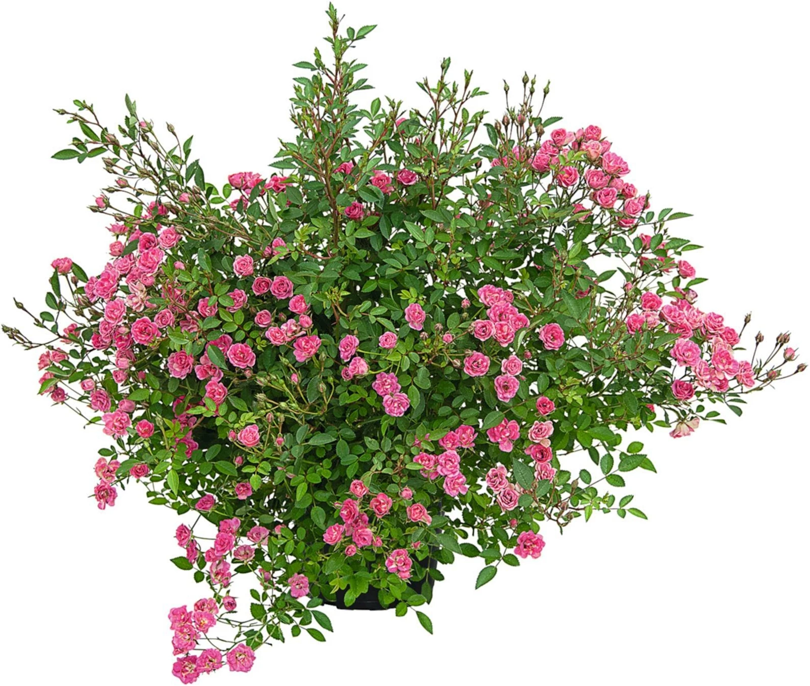 Terrassenrose. kleinblumig P17 cm